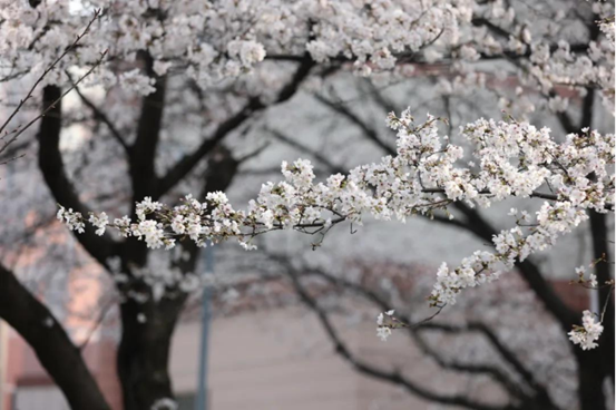 说明: //rcb.zmavapp.com/__local/0/0E/1A/F90418D62B9F0009BCED62872C7_74EA8EE1_1382B8.png